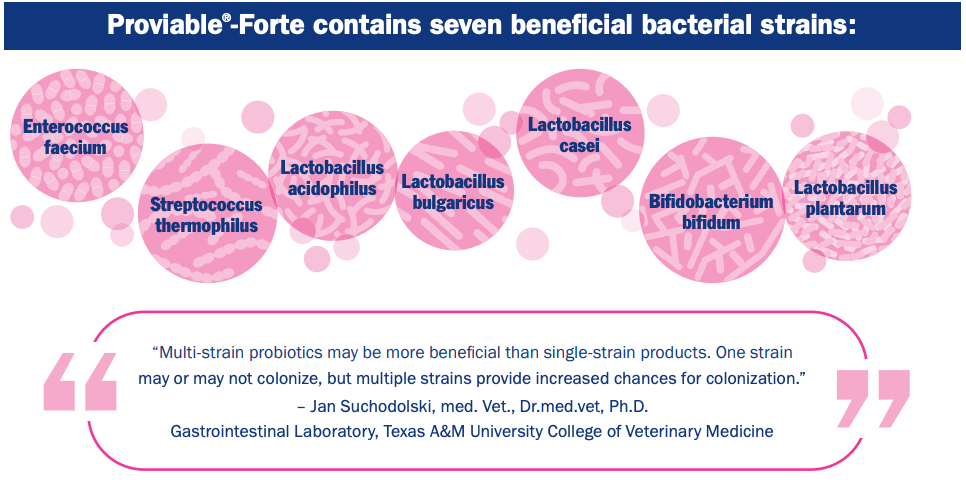 Nutramax Proviable-FORTE probiotics information featuring bacterial strains and expert quote