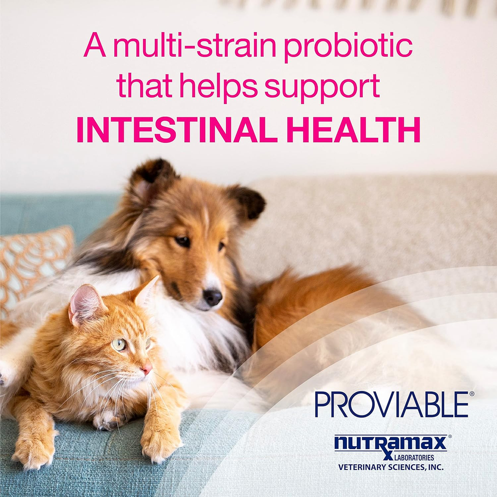 Nutramax Proviable-FORTE probiotics for pets, supporting intestinal health with multi-strain formula