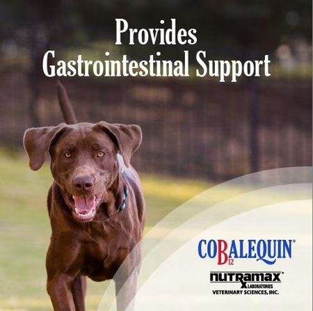 Nutramax Cobalequine Vitamin B12 for cats and dogs providing gastrointestinal support