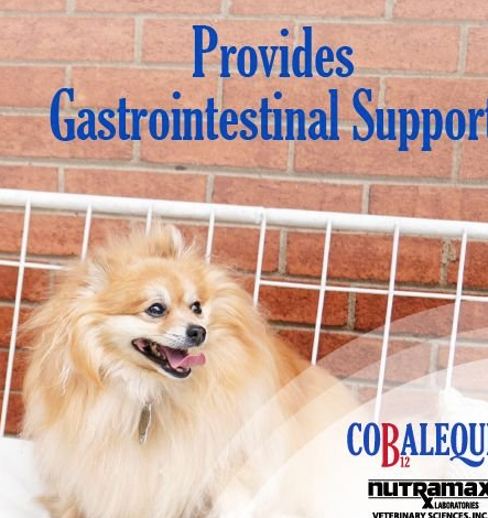 Nutramax Cobalequin Vitamin B12 for cats and dogs offers gastrointestinal support for pets