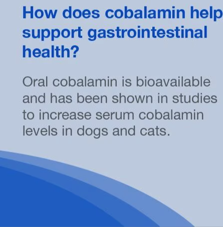 Nutramax Vitamin B12 for cats and dogs supporting gastrointestinal health with oral cobalamin