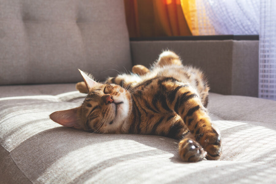 Tigger