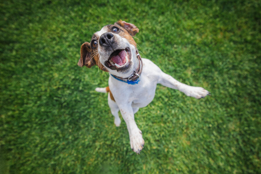 Pip
